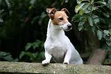 JACK RUSSEL 242